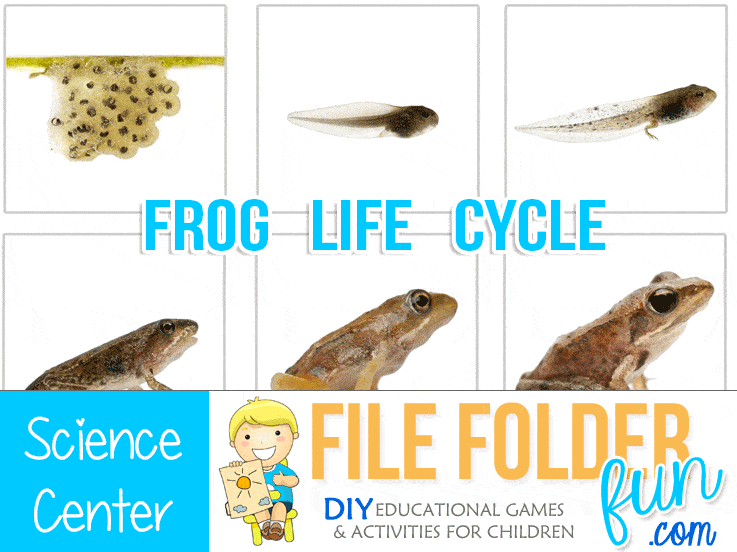 Frog Life Cycle Cards - File Folder Fun