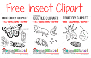 InsectClipart